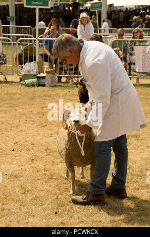 Shetland Schafe Ram an der Großen Yorkshire Show beurteilt Stockfoto