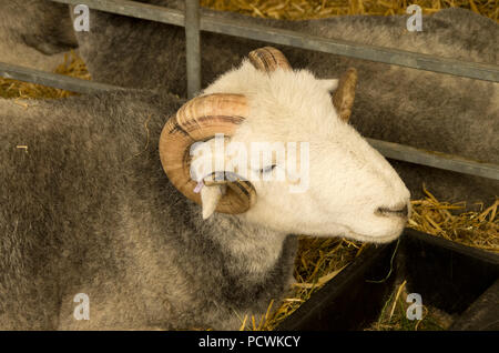 Herdwick Tup an der Großen Yorkshire zeigen Stockfoto