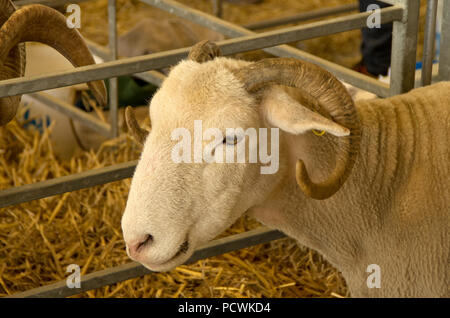 Weiß Woodland Schafe konfrontiert Stockfoto