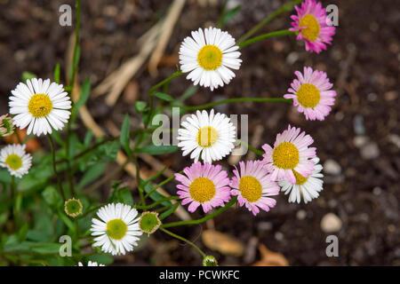 Erigeron karvinskianus Stockfoto