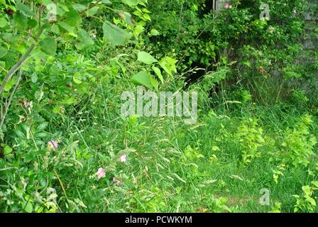 Mehrere Arten von Pflanzen, langes Gras und die wilde Rose, grüner Hintergrund, Prince Edward Island, Kanada Stockfoto