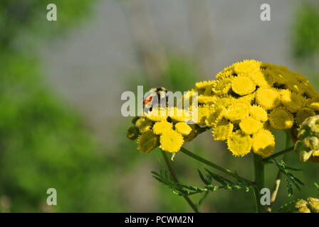 Eine Nahaufnahme eines Bombus ternarius (die orange-belted Hummel) auf eine gelbe Blume (gemeinsame Tansy, Tanacetum vulgare) in der rechten unteren Ecke Stockfoto