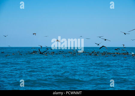 Herde von Braun Boobys auf der Oberfläche des Wassers am Lacepede Inseln, Western Australia Stockfoto