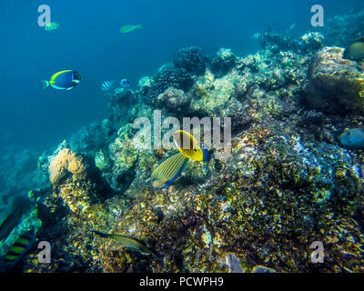 Viele bunte Fische auf dem Korallenriff, Malediven, Indischer Ozean. Stockfoto