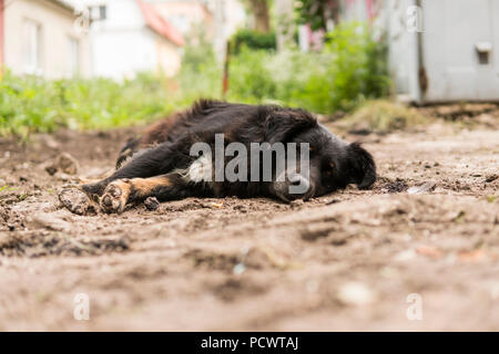 Obdachlosen schwarzen Hund liegt auf dem grünen Gras und schauen in die Kamera Stockfoto