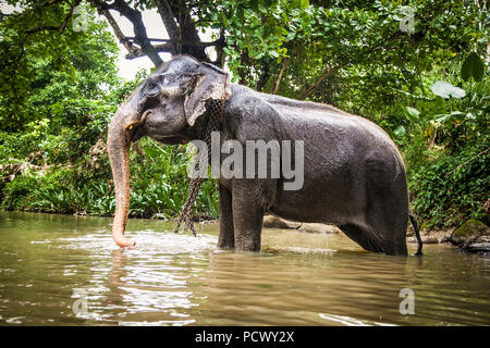 Die erwachsenen Elefanten schwimmt in der Mitte des Dschungels, Sri Lanka. Stockfoto