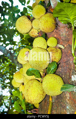 Jackfruit Baum und junge jackfrüchten. Ast voller Jack Früchte. Sri Lanka. Stockfoto