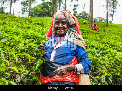 ELLA, SRI LANKA - Dec 26, 2016: Alter Frauen Tee - Picker greift die frischen Teeblätter in Ella Stadt am 26.Dezember 2016, Provinz Uva, Sri Lanka Stockfoto