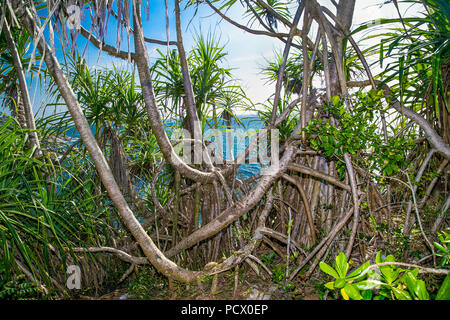 Jungle Bush in der Nähe von Strand von Unawatuna in Sri Lanaka. Stockfoto