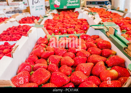 Jean Talon Markt den größten Bauern frische Markt produzieren, Montreal, Kanada Stockfoto