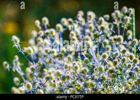 Thistle blühende Blume im Garten, Sommer. ERYNGIUM ZABELLI Stockfoto