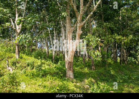 Milchstraße Latex extrahiert aus Gummibaum (Hevea Brasiliensis) als Quelle von Naturkautschuk. Plantagen von Gummi Pflanzen in Weligama, Sri Lanka. Stockfoto