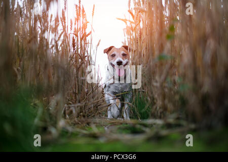 Jack Russel Terrier auf Weizen Straße im Feld Stockfoto