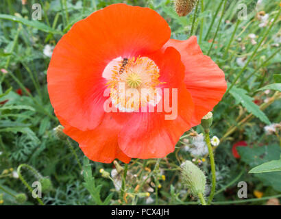 Billingham, England. Vereinigtes Königreich. 4. August 2018. UK Wetter: Poppy in wildflower Meadow auf eine glorreiche Samstag Morgen in Billingham, North East England. Credit: ALAN DAWSON/Alamy leben Nachrichten Stockfoto