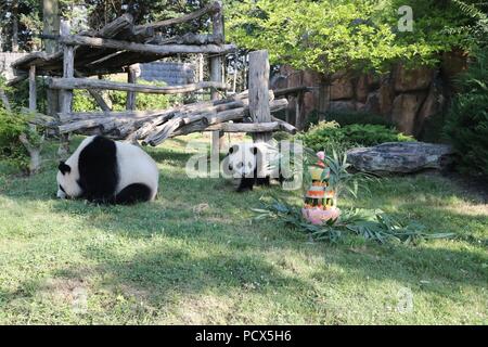 Saint Aignan. 4 Aug, 2018. Der Panda Baby' Yuan Meng' (R) nähert sich seinem Geburtstag Kuchen während seiner Geburtstagsfeier Zeremonie an der ZooParc de Beauval in Saint-Aignan, Frankreich am Aug 4, 2018. Credit: ZooParc de Beauval) (Lrz/Xinhua/Alamy leben Nachrichten Stockfoto