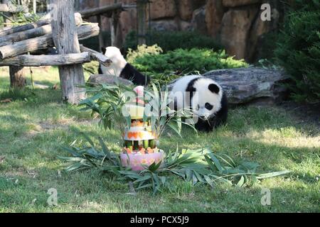 Saint Aignan. 4 Aug, 2018. Der Panda Baby' Yuan Meng" Ansätzen seinen Geburtstag Kuchen während seiner Geburtstagsfeier Zeremonie an der ZooParc de Beauval in Saint-Aignan, Frankreich am Aug 4, 2018. Credit: ZooParc de Beauval) (Lrz/Xinhua/Alamy leben Nachrichten Stockfoto