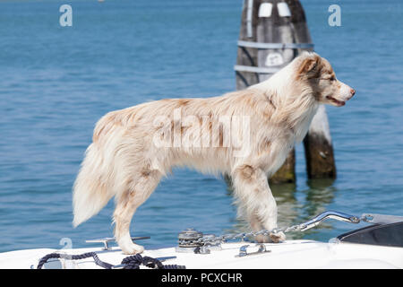 Venedig, Italien 4. August 2018. Ein australischer Schäferhund entkommt dem heißen Wetter, das Europa während der Hitzewelle ergreift, indem er auf dem Bug eines Bootes auf der Lagune von Venedig mit dem Wind durch sein Fell reitet. Die Temperaturen in Venedig waren Mitte bis hoch und werden bis in die nächste Woche fortgesetzt. Credit Mary Clarke/Alamy Live News Stockfoto