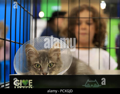 Los Angeles, USA. 4 Aug, 2018. Eine Katze wartet an der CatCon 2018 in Pasadena, Los Angeles County, USA, Nov. 4, 2018 verabschiedet werden. Die zwei - Tag cat-centric pop kultur Veranstaltung hier gekickt Samstag. Credit: Li Ying/Xinhua/Alamy leben Nachrichten Stockfoto