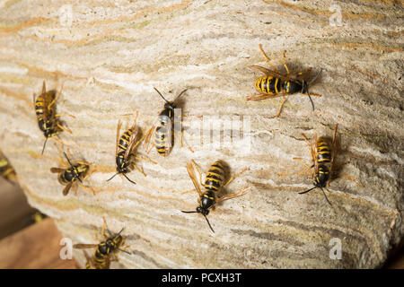 Wespen fotografiert nachts draußen ihr Nest in das Dach einer alten hölzernen Gartenhäuschen gebaut. Die Forschung weist darauf hin, dass diese Dolichovespula Stockfoto