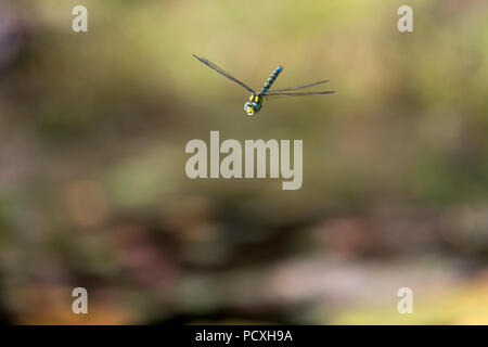 Southern Hawker Dragonfly; Aeshna cyanea Single; Reife Männchen im Flug Cornwall, UK Stockfoto