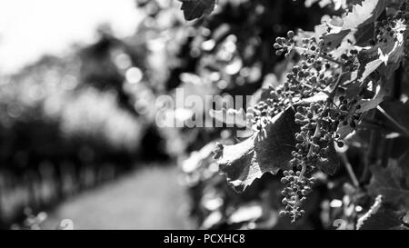 Die Weinberge von Buttrio in einem Sommertag. Collio Friulano, Provinz Udine, Friaul-Julisch-Venetien, Italien Stockfoto