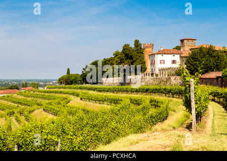 Die Weinberge von Buttrio in einem Sommertag. Collio Friulano, Provinz Udine, Friaul-Julisch-Venetien, Italien Stockfoto