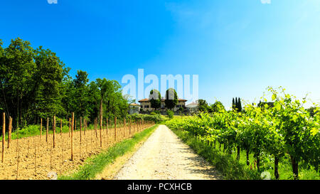 Die Weinberge von Buttrio in einem Sommertag. Collio Friulano, Provinz Udine, Friaul-Julisch-Venetien, Italien Stockfoto