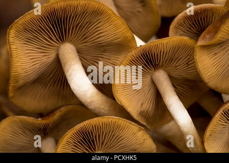 Wässrige Psathyrella Psathyrella piluliformis;; Cornwall, UK Stockfoto