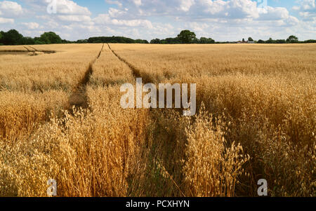 Blick über Feld von Hafer mit Bäumen am Horizont unter blauem Himmel und Fetzen der Wolken im Sommer in Beverley, Yorkshire, UK. Stockfoto