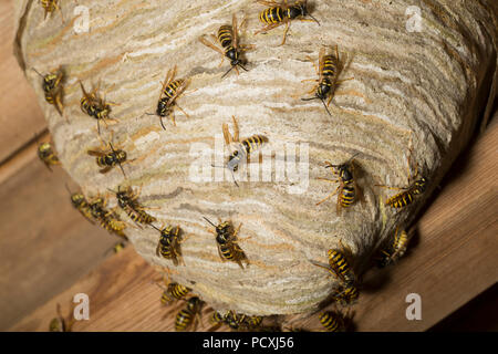 Wespen fotografiert nachts draußen ihr Nest in das Dach einer alten hölzernen Gartenhäuschen gebaut. Die Forschung weist darauf hin, dass diese Dolichovespula Stockfoto