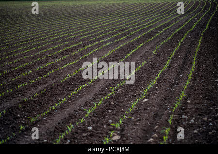 Zeilen der Triebe in Feldern Stockfoto