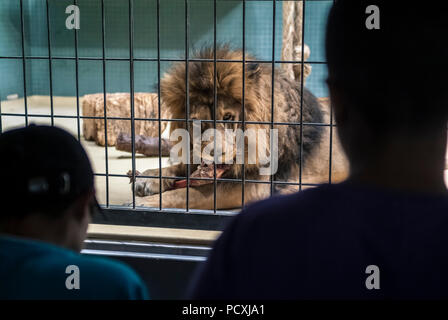 Lion essen in einem Zoo Cage, auf sie aufzupassen. Stockfoto