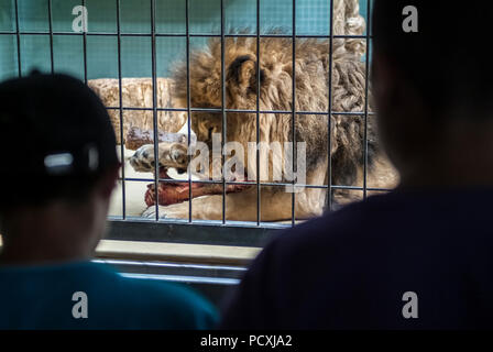 Lion essen in einem Zoo Käfig mit Besucher beobachten. Stockfoto