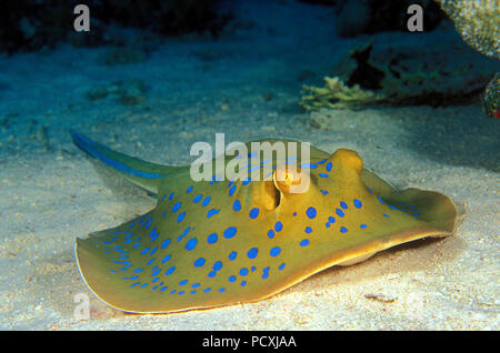 Blue Spotted Stingray ribbontail Ray oder Blaupunktrochen (Taeniura lymma), Hurghada, Ägypten Stockfoto