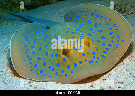 Blue Spotted Stingray ribbontail Ray oder Blaupunktrochen (Taeniura lymma), Hurghada, Ägypten Stockfoto