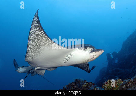 Zwei Adlerrochen (Aetobatus narinari) Schwimmen im blauen, Wolf Island, Galapagos Archipel, Ecuador Stockfoto