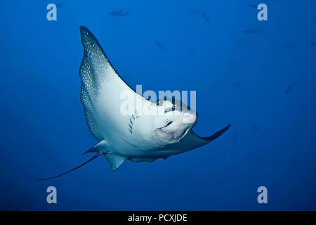 Gefleckte Adlerrochen (Aetobatus narinari) Schwimmen im blauen, Malpelo Island, Kolumbien Stockfoto