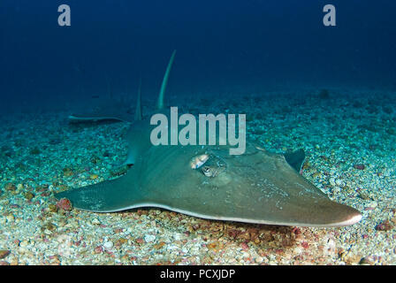 Riesige guitarfish (Rhynchobatus djiddensis), Baa Atoll, Malediven Stockfoto