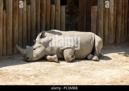 Nahaufnahme von Rhino oder Nashorn ruht auf dem trockenen Boden im Schatten der Holzzaun in einem Sommer sonnigen Tag. Stockfoto