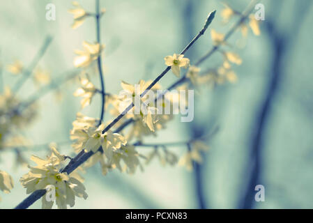 Schöne Birke Baum mit grünen Blättern in den Himmel. Natur Umwelt Stockfoto