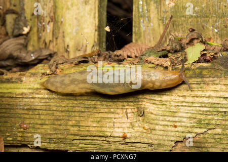 Eine gelbe Slug, Limax flavus, photograped in der Nacht kriechen auf einem morschen Holzwand während der britischen heißes Wetter 2018 in einem Garten in Lancashire England U Stockfoto