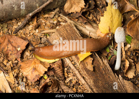 Ein großes rotes Slug, Arion Ater, Crawling in der Nacht am Rand eines Woodpile in der Nähe von Pilzen während der britischen heißes Wetter 2018 in einem Garten in Lancashire, England Stockfoto