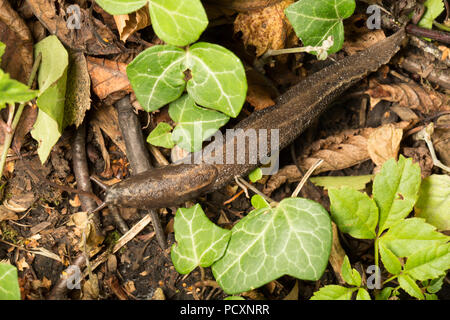 Ein leopard Slug, Limax maximus, Crawling in der Nacht während der britischen heißes Wetter 2018 in einem Garten in Lancashire England UK GB Stockfoto