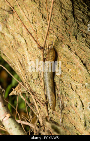 Eine gelbe Slug, Limax flavus, photograped in der Nacht kriechen auf eine Ulme während der britischen heißes Wetter 2018 in einem Garten in Lancashire England UK GB Stockfoto