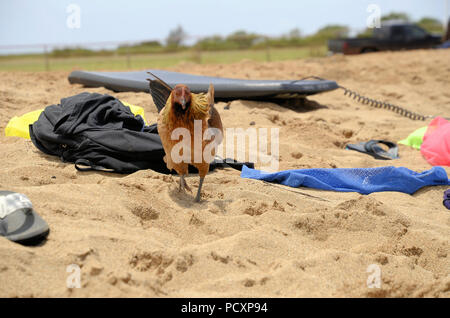 Freundlich wilde Huhn unter Touristen Sachen am Poipu Beach Park in Kauai, Hawaii. Stockfoto