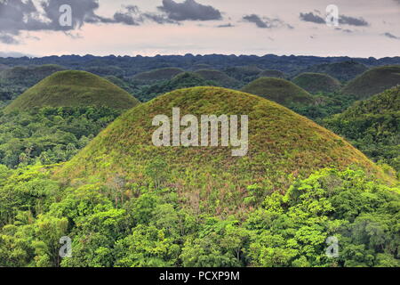 Chocolate Hills geologische Formation - rollenden Gelände der haycock Hügel - Kegelförmige Kalkstein Hügel Gras bedeckt - es taucht Chocolate Brown in der DR Stockfoto