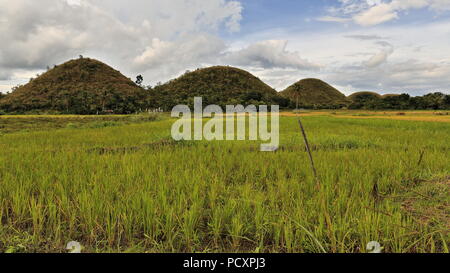 Chocolate Hills geologische Formation - rollenden Gelände der haycock Hügel - Kegelförmige Kalkstein Hügel Gras bedeckt - es taucht Chocolate Brown in der DR Stockfoto