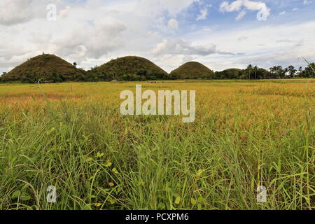 Chocolate Hills geologische Formation - rollenden Gelände der haycock Hügel - Kegelförmige Kalkstein Hügel Gras bedeckt - es taucht Chocolate Brown in der DR Stockfoto