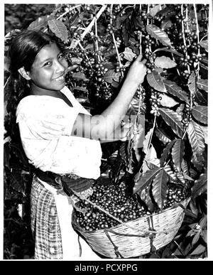 Kaffee Ernte. Die kommissionierer wählen Sie die reife rote Kirschen verlassen die grüne, unreife Frucht am Baum für die spätere Ernte. Finca Moca, Guatelon, Guatemala. Stockfoto