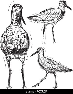Willet Skizzen Sketchy, Hand gezeichnet Wasservögel. Stock Vektor